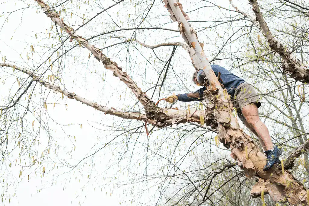 Homeowner trimming overhanging tree branches in preparation for winter.