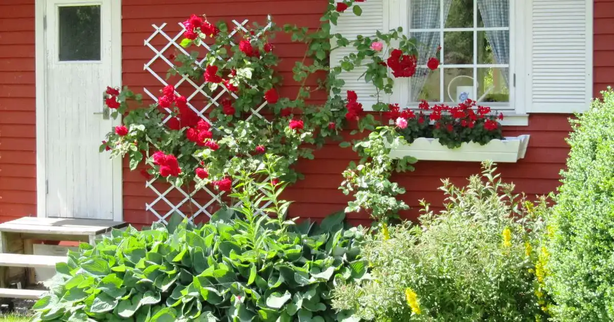 Wall-Mounted Planters