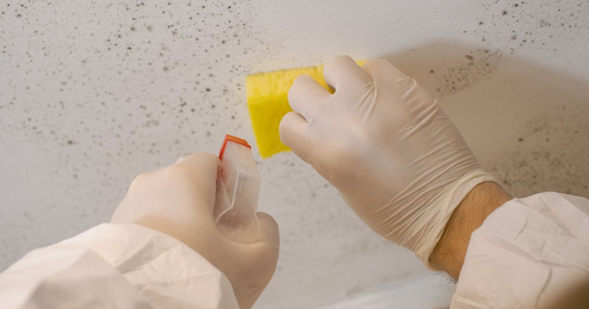 removing black molds from house using chemicals