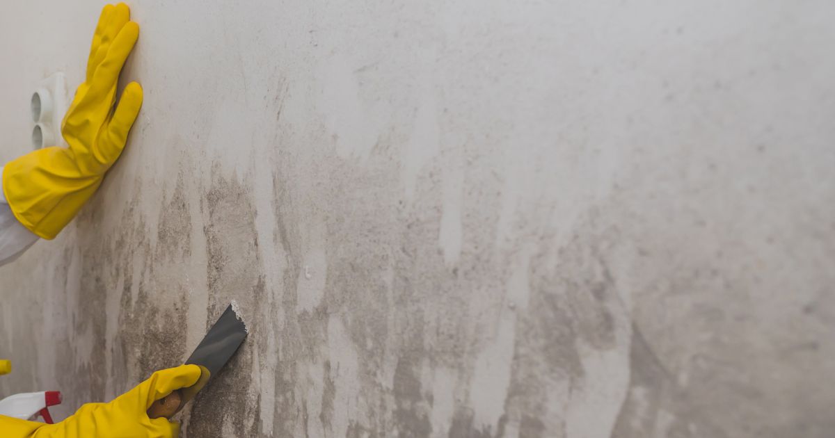 removing molds from painted walls