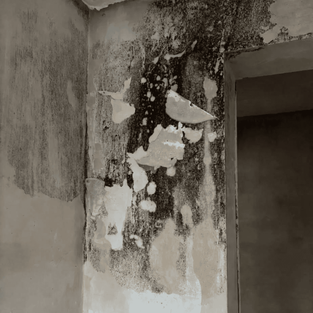 Dark mold growth and peeling wall finish around an interior doorway