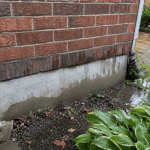 Damp lower brickwork and foundation masonry that may increase pest risk