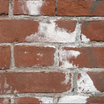efflorescence